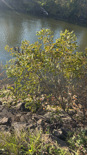Amorpha fruticosa observed 2026-10-26