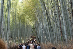 Phyllostachys edulis