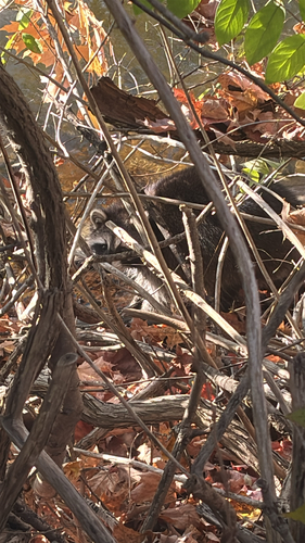Common Raccoon