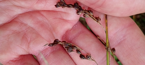 Juncus observed 2026-10-26