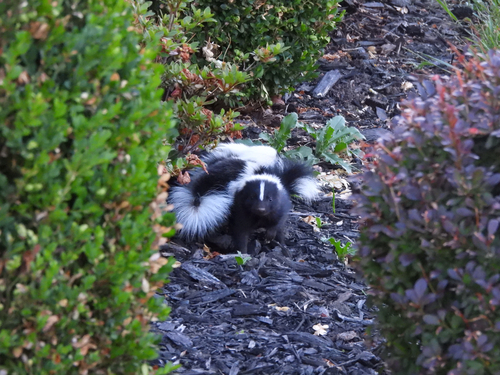 Striped and Hooded Skunks