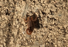Centruroides testaceus