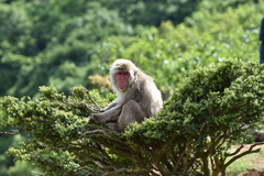 Macaca fuscata fuscata