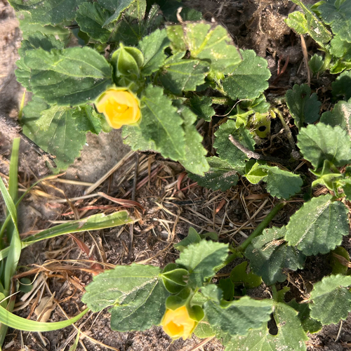 Rhynchosida physocalyx, 2026-10-26