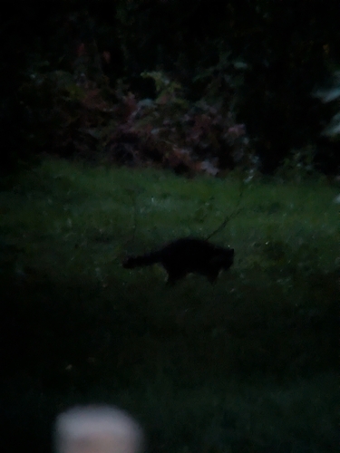 Common Raccoon