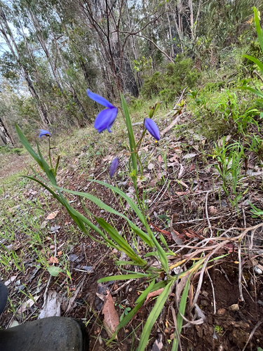 Stypandra glauca observed 2026-10-23