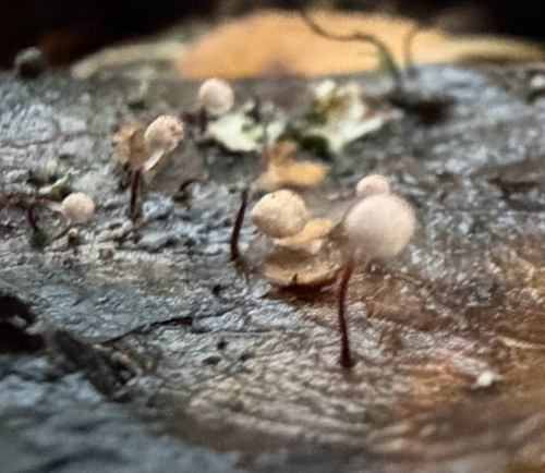 Marasmius observed 2026-10-26