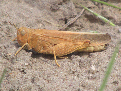 Speckle-winged Rangeland Grasshopper