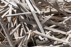 Nerodia clarkii clarkii