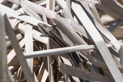 Nerodia clarkii clarkii