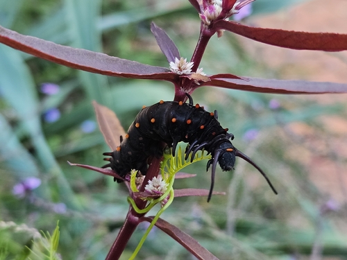 Pipevine Swallowtail