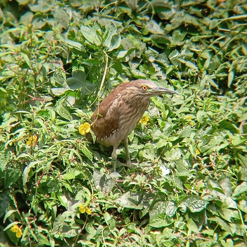 Garza Huaco