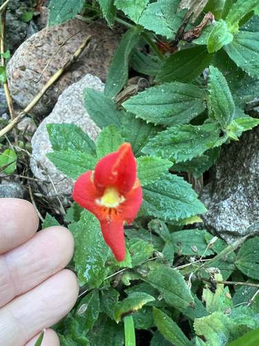 scarlet monkeyflower