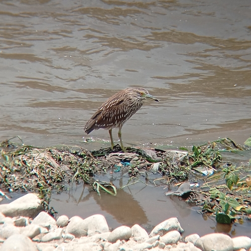 Garza Huaco