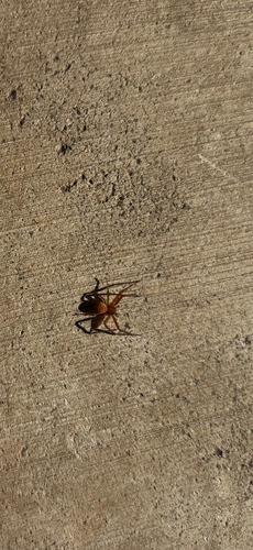 Sad Ground Crab Spider