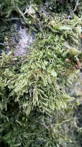 Sanionia uncinata observed 2026-10-26