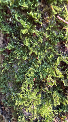 Sanionia uncinata observed 2026-10-26