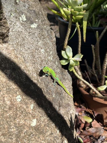 Phelsuma laticauda, 2026-10-25