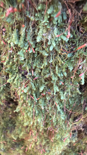 Homalia trichomanoides observed 2026-10-26