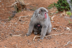 Macaca fuscata fuscata