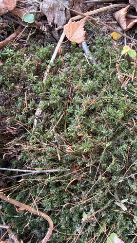 Atrichum undulatum observed 2026-10-26