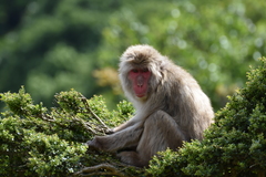 Macaca fuscata fuscata