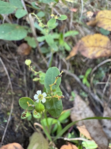 Euphorbia corollata, 2026-10-26