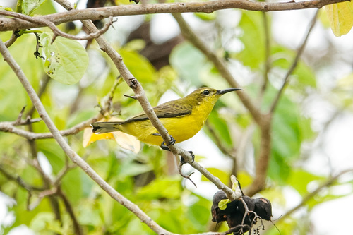 Cinnyris jugularis observed 2026-10-25