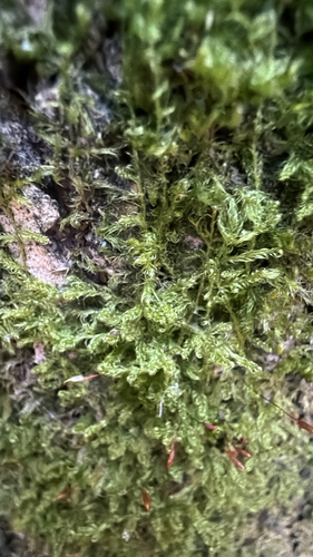 Sanionia uncinata observed 2026-10-26