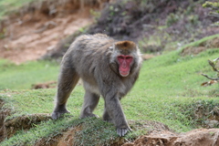 Macaca fuscata fuscata