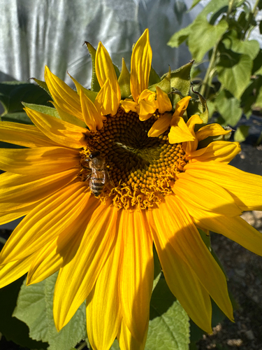 Western Honey Bee