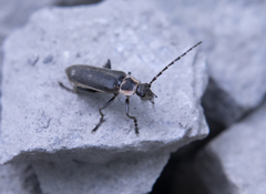 Atalantycha dentigera