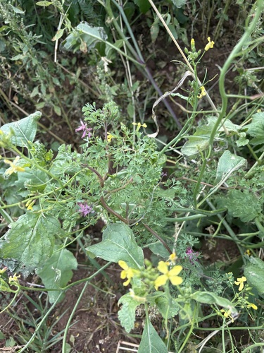 Fumaria officinalis observed 2026-10-26