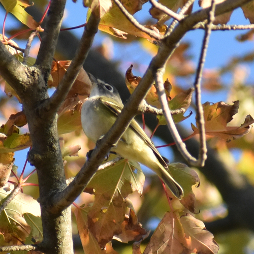 Blue-headed Vireo