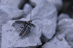 Atalantycha dentigera