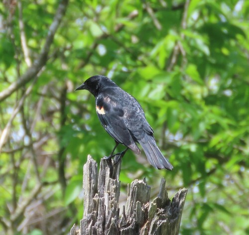 Red-winged Blackbird