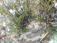 Fontinalis neomexicana