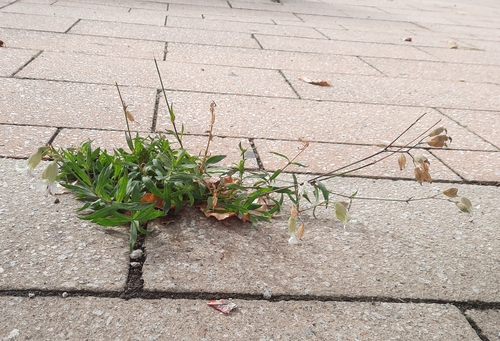 Silene vulgaris observed 2026-10-26