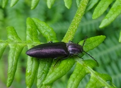 Ctenicera cuprea