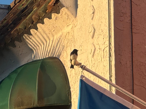 Black Phoebe