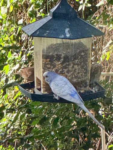 Melopsittacus undulatus observed 2026-10-25