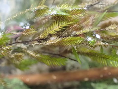 Fontinalis neomexicana