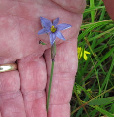 Sisyrinchium mucronatum