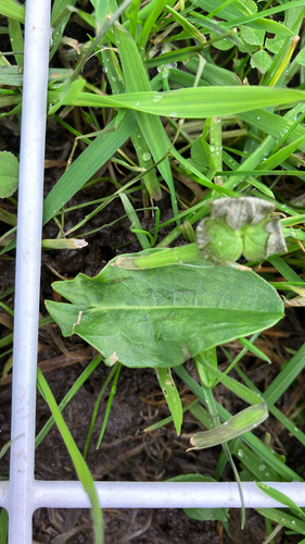 Rumex acetosa observed 2026-10-26