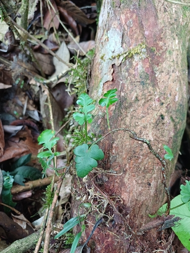 Davallia repens observed 2026-10-12