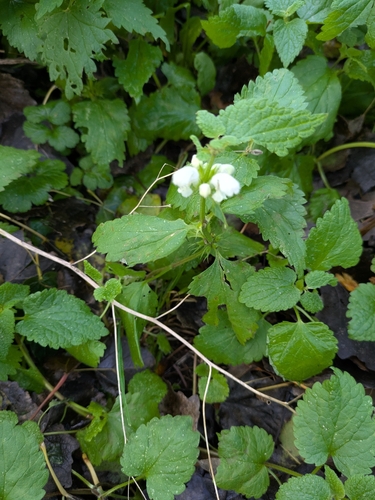 Lamium album observed 2026-10-26