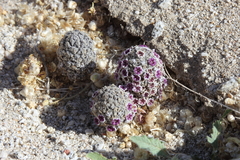 Pholisma arenarium