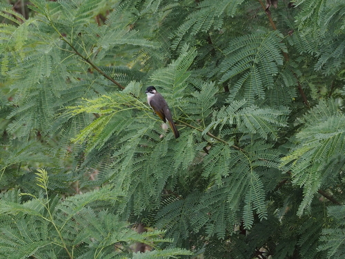Pycnonotus taivanus, 2026-10-26