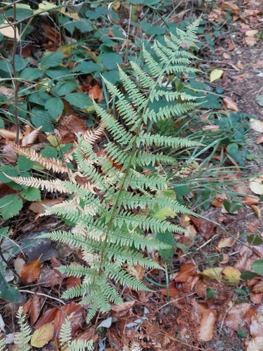 Athyrium filix-femina observed 2026-10-26