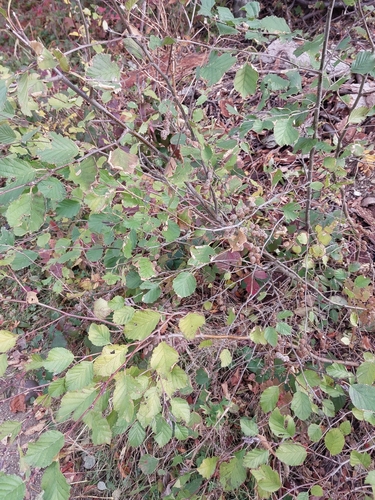 Alnus alnobetula observed 2026-10-26